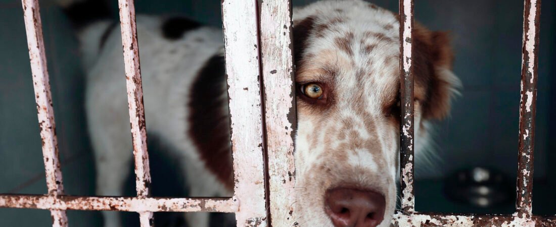 Refugio Franciscano acusa a la Fundación Haghenbeck por muerte de perros y gatos tras desalojo en CDMX