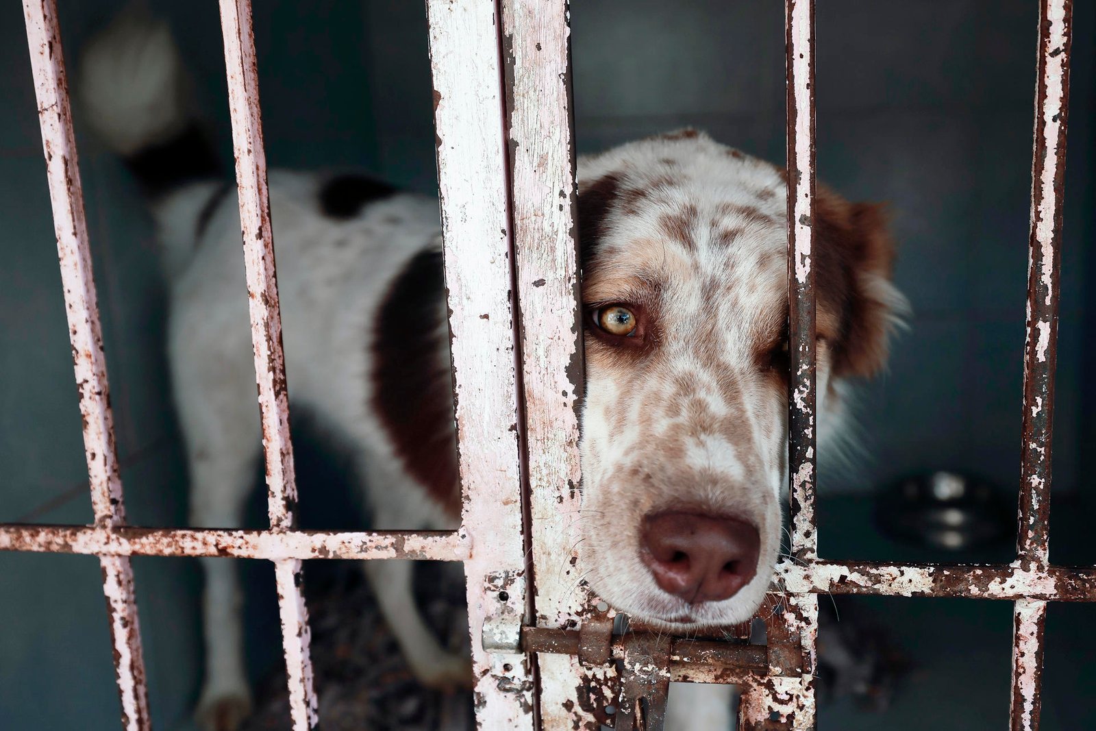 Refugio Franciscano acusa a la Fundación Haghenbeck por muerte de perros y gatos tras desalojo en CDMX