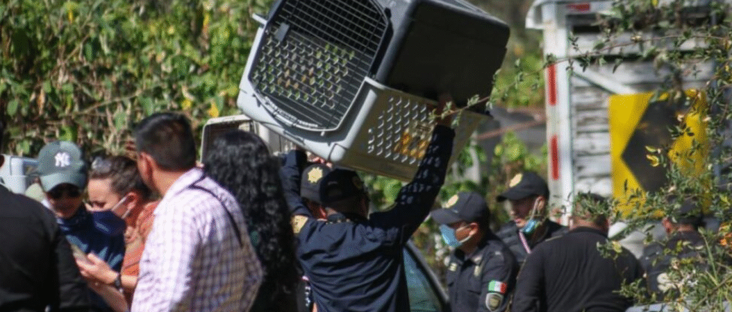 Desalojan refugio animal en CDMX por presunto maltrato