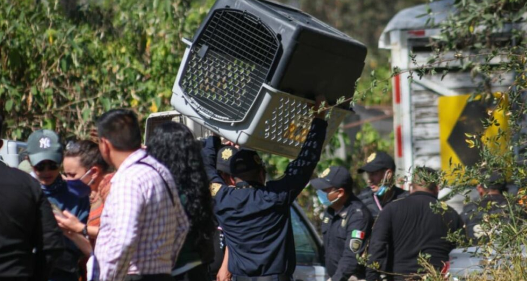 Desalojan refugio animal en CDMX por presunto maltrato