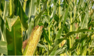 PRI Sinaloa propone ordenar mercado del maíz para apoyar a productores